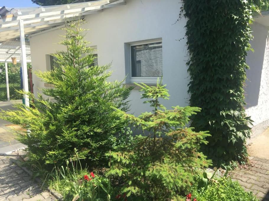 Kleines Haeuschen Am Garten In Darmstadt Eksteriør billede